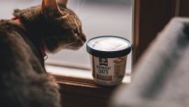 Transform Your Cat's Living Space with DoMyOwn's Top-Notch Equipment